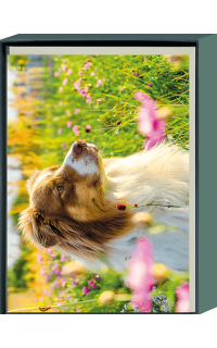 Grußkartenbox Hund in Blumenwiese